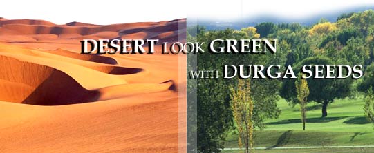 Desert Look Green With Durga Seeds